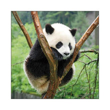 Load image into Gallery viewer, 2026 Panda LP Wall Calendar Greeting Life: 4515968339667