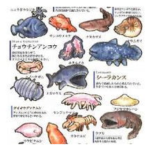 画像をギャラリービューアに読み込む, #大人の図鑑 #PM 大人の図鑑シール 深海魚 海の生き物 おもしろ文具 リュウグウノツカイ ダイオウイカ メンダコ カミオジャパン(Kamiojapan) --- カミオジャパン シール 大人の図鑑シール 深海魚 226334 : adult picture b : adult picture book PM Adult Pi :4550432263345