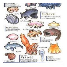 画像をギャラリービューアに読み込む, #大人の図鑑 #PM 大人の図鑑シール 深海魚 海の生き物 おもしろ文具 リュウグウノツカイ ダイオウイカ メンダコ カミオジャパン(Kamiojapan) --- カミオジャパン シール 大人の図鑑シール 深海魚 226334 : adult picture b : adult picture book PM Adult Pi :4550432263345
