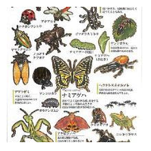 画像をギャラリービューアに読み込む, #大人の図鑑 #PM大人の図鑑シール/昆虫 自由研究 生き物図鑑 カブトムシ クワガタ ヘラクレスオオカブト カミオジャパン(Kamiojapan) --- カミオジャパン シール 大人の図鑑シール 昆虫 226346 : adult picture book P : adult picture book PM Adult Pi :4550432263468