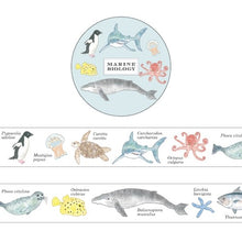 画像をギャラリービューアに読み込む, マスキングテープ海洋生物学