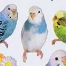 Load image into Gallery viewer, MINDWAVE マインドウェイブ シール ・ フォトシリーズシール 10996 セキセイインコ シール帳 福袋 丸 おしゃれ アルバム デコレーション ハート 大量 ステッカー スマホ ごほうび 花 かわいい スケジュール帳 手帳のタイムキーパー :4909001109964