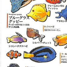 画像をギャラリービューアに読み込む, KAMIO JAPAN カミオジャパン シール ・ PM大人の図鑑シール 熱帯魚 シール帳 福袋 丸 おしゃれ アルバム デコレーション ハート 大量 ステッカー スマホ ごほうび 花 かわいい スケジュール帳 手帳のタイムキーパー :4991277239605