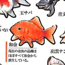 画像をギャラリービューアに読み込む, KAMIO JAPAN カミオジャパン シール ・ 大人の図鑑 シール 金魚 292273 シール帳 福袋 丸 おしゃれ アルバム デコレーション ハート 大量 ステッカー スマホ ごほうび 花 かわいい スケジュール帳 手帳のタイムキーパー :4991277292273