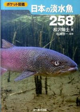 Load image into Gallery viewer, #MatsuzawaYoji #258JapaneseFreshwaterFish