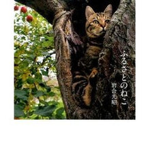 画像をギャラリービューアに読み込む, ふるさとのねこ Mitsuaki Iwago
