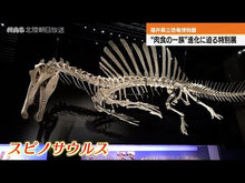 Load and play video in Gallery viewer, #福井県立恐竜博物館 #福井県立恐竜博物館100 フクイケンリツキヨウリユウ 講談社 福井県立恐竜博物館100 (講談社のアルバムシリーズ どうぶつアルバム 13) : Fukui Prefectural Dinosaur Museum Fukui Prefect : Fukui Prefectural Dinosaur Mus :9784062656429
