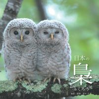 Load image into Gallery viewer, #HirozoMaki #JapaneseOwls