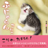 Load image into Gallery viewer, #HiroshiBandoPhotography #fluffykitten