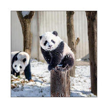 Load image into Gallery viewer, 2026 Panda LP Wall Calendar Greeting Life: 4515968339667
