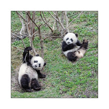 Load image into Gallery viewer, 2026 Panda LP Wall Calendar Greeting Life: 4515968339667
