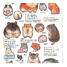 Load image into Gallery viewer, PM 大人の図鑑ｼｰﾙ ﾊﾑｽﾀｰ 癒し系 動物柄 手帳デコ もふもふ ペット好き ほっこり カミオジャパン(Kamiojapan) :4550432245884
