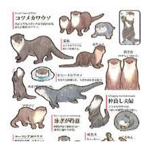 Load image into Gallery viewer, #PM 大人の図鑑ｼｰﾙ ｶﾜｳｿ 動物ステッカー 水辺の動物 コツメカワウソ ビロードカワウソ カミオジャパン(Kamiojapan) :4550432263246
