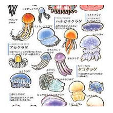 Load image into Gallery viewer, PM 大人の図鑑ｼｰﾙ ｸﾗｹﾞ 海の生き物 ミズクラゲ タコクラゲ ハナガサクラゲ 水彩イラスト --- :4550432263338

