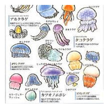 Load image into Gallery viewer, PM 大人の図鑑ｼｰﾙ ｸﾗｹﾞ 海の生き物 ミズクラゲ タコクラゲ ハナガサクラゲ 水彩イラスト --- :4550432263338
