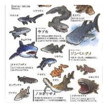 Load image into Gallery viewer, #PM 大人の図鑑ｼｰﾙ ｻﾒ シャーク 海の生き物 ホホジロザメ ジンベエザメ 水族館風 :4550432263383
