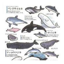Load image into Gallery viewer, PM 大人の図鑑ｼｰﾙ ｲﾙｶ ｸｼﾞﾗ 水彩風 水族館 海の生き物 動物 癒し系 勉強 学習シール カミオジャパン(Kamiojapan) :4550432263406
