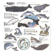 Load image into Gallery viewer, PM 大人の図鑑ｼｰﾙ ｲﾙｶ ｸｼﾞﾗ 水彩風 水族館 海の生き物 動物 癒し系 勉強 学習シール カミオジャパン(Kamiojapan) :4550432263406
