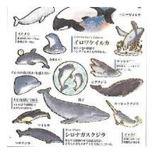 Load image into Gallery viewer, PM 大人の図鑑ｼｰﾙ ｲﾙｶ ｸｼﾞﾗ 水彩風 水族館 海の生き物 動物 癒し系 勉強 学習シール カミオジャパン(Kamiojapan) :4550432263406
