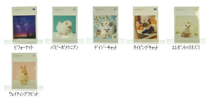 【20%OFF・期間限定】 MINDWAVE ﾏｲﾝﾄﾞｳｪｲﾌﾞ 2019年4月始まり(2019年2月始まり) 手帳 月間式(月間ﾌﾞﾛｯｸ) B6 ﾏﾝｽﾘｰ ﾎﾟﾒﾗﾆｱﾝ ｷｬｯﾄ ﾊﾘﾈｽﾞﾐ 小物 大人かわいい おしゃれ 可愛い ﾘﾌｨﾙ ほぼ 日 干支  ｽｹｼﾞｭｰﾙ帳 手 :9784471719661