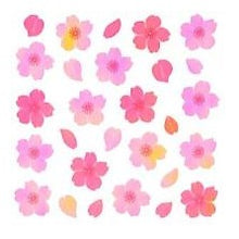 画像をギャラリービューアに読み込む, ＃ｵｰﾛﾗｼｰﾙ 桜花びら グラデーション 春 桜柄 可愛い デコレーション 奥山 :4935786575786
