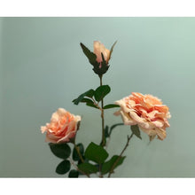 Load image into Gallery viewer, ＃ダマスクスプレーローズ : damask spray rose : 4967116913340
