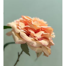 Load image into Gallery viewer, ＃ダマスクスプレーローズ : damask spray rose : 4967116913340
