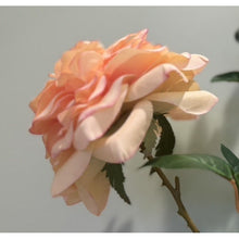 Load image into Gallery viewer, ＃ダマスクスプレーローズ : damask spray rose : 4967116913340
