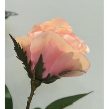 Load image into Gallery viewer, ＃ダマスクスプレーローズ : damask spray rose : 4967116913340
