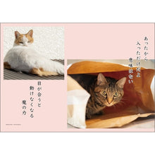 画像をギャラリービューアに読み込む, ＃26年CL/018猫川柳 (株)ｴｰﾋﾟｰｼﾞｪｲ工房 :4995027174208
