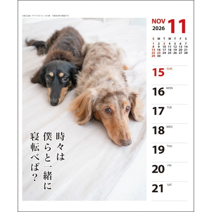 ＃26年CL/023ﾀﾞｯｸｽ川柳(週めくり) (株)ｴｰﾋﾟｰｼﾞｪｲ工房 :4995027174253