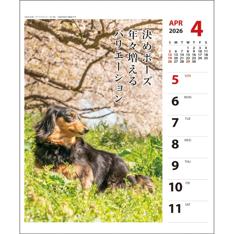 ＃26年CL/023ﾀﾞｯｸｽ川柳(週めくり) (株)ｴｰﾋﾟｰｼﾞｪｲ工房 :4995027174253