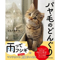 パヤ毛のどんぐり