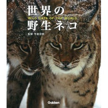 Load image into Gallery viewer, ＃今泉　忠明　監修 ＃世界の野性ネコ ｲﾏｲｽﾞﾐﾀﾀﾞｱｷ 学研プラス 世界の野生ネコ : Supervised by Tadaaki Imaizumi wild cats of the world :9784054061637
