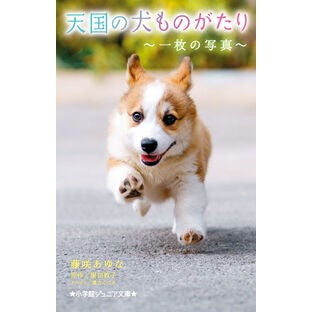 ＃藤咲あゆな ＃天国の犬ものがたり　一枚の写真 ﾌｼﾞｻｷｱﾕﾅ 小学館 天国の犬ものがたり ~一枚の写真~ (小学館ジュニア文庫 ジほ 1-19) : Ayuna Fujisaki The story of a dog in heaven - one photo :9784092315396