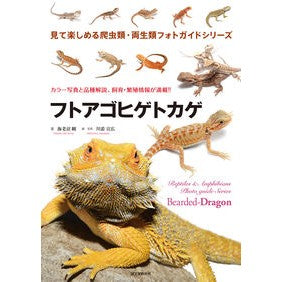 フトアゴヒゲトカゲ
