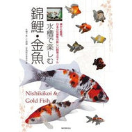 水槽で楽しむ錦鯉・金魚