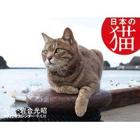 画像をギャラリービューアに読み込む, カレンダー　’２２　日本の猫
