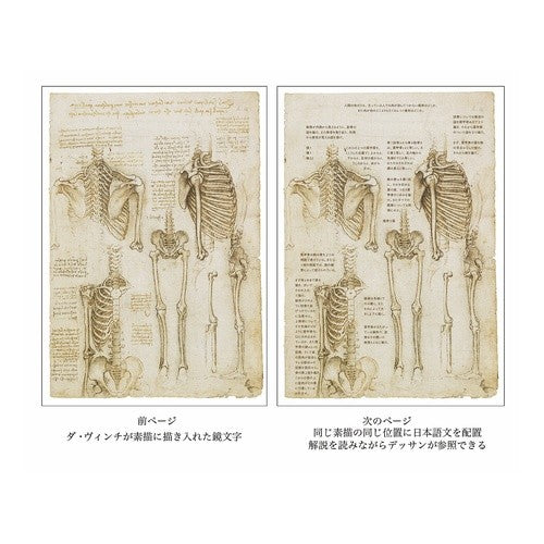 レオナルド・ダ・ヴィンチの「解剖手稿Ａ」