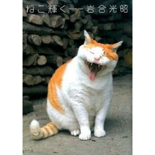 画像をギャラリービューアに読み込む, ねこ輝く Mitsuaki Iwago
