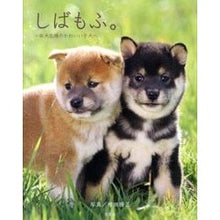画像をギャラリービューアに読み込む, しばもふ。～柴犬広場のかわいい子犬～
