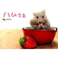 Load image into Gallery viewer, ハムさま
