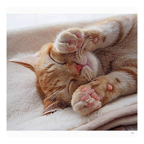 寝こ　無防備すぎるにゃんこ写真集 Niyankonhenshuubu Lying down: A photo collection of defenseless cats