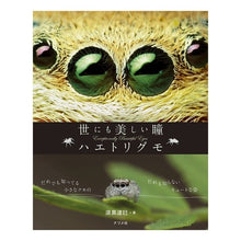 画像をギャラリービューアに読み込む, 世にも美しい瞳　ハエトリグモ
