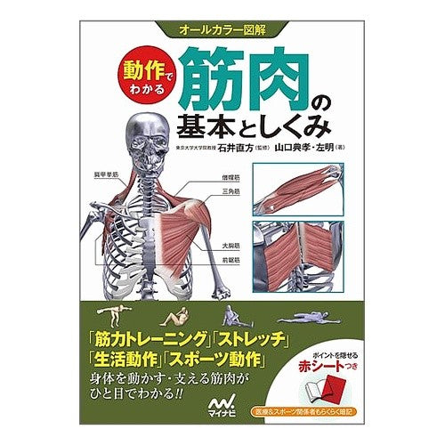 動作でわかる　筋肉の基本としくみ