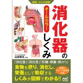 消化器のしくみ How the digestive system works