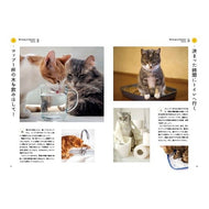 見るだけで自律神経が整う　ねこ写真