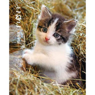 こねこ Mitsuaki Iwago Kitten