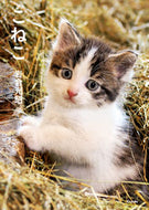 #岩合光昭 #こねこ :9784909532930