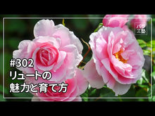 ギャラリービューア＃リュート　原作 ＃２９歳独身は異世界で自由に生きた……　１ ﾘﾕ-ﾄ KADOKAWA 29歳独身は異世界で自由に生きた……かった。 (1) (角川コミックス・エース) : Lute original A 29-year-old single man lived : Lute original A 29-year-old si :9784041086933に読み込んでビデオを見る
